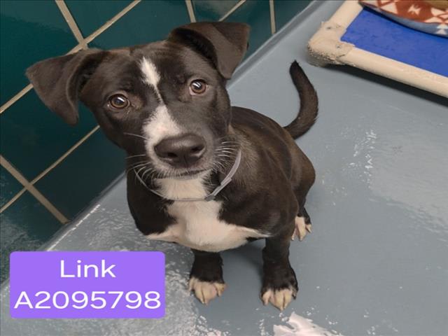 Photo of LINK
