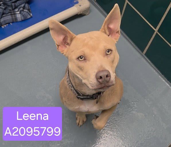 Photo of LEENA