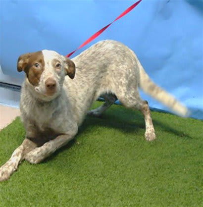 Photo of LACEY