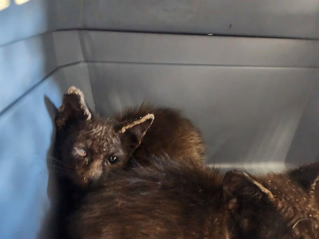 Photo of TWINKIE