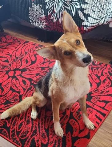 Photo of Dog