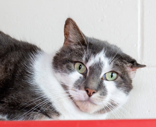 Photo of NUGGET