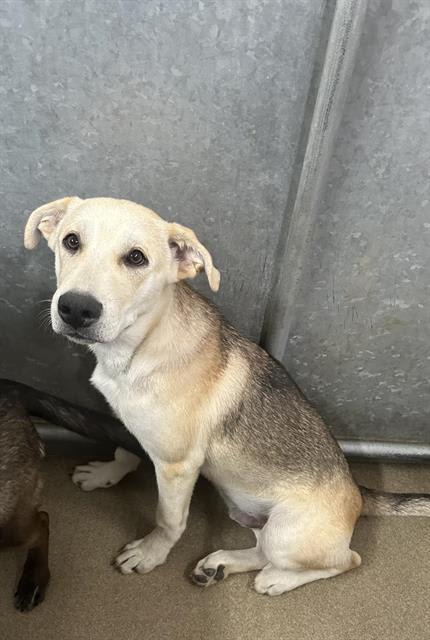 Photo of Dog