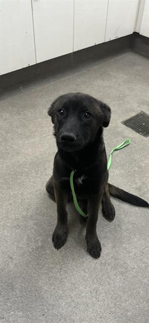Photo of Dog