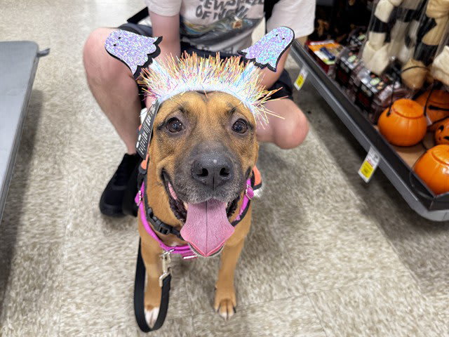 Photo of STELLA
