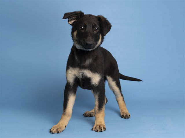 Photo of PUMPKIN