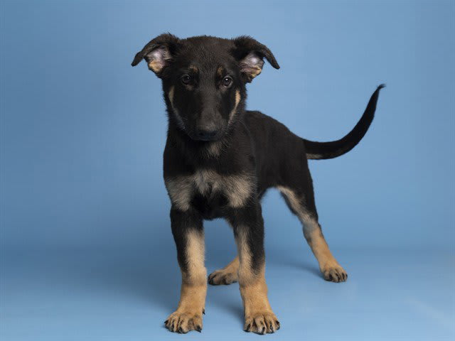 Photo of CHAI