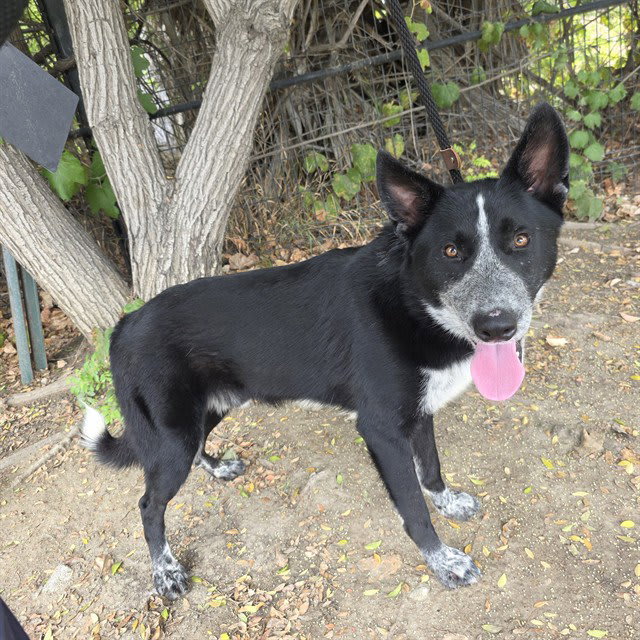 Photo of BONGO