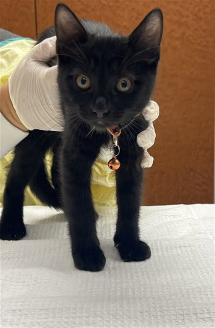 Photo of DOLCE