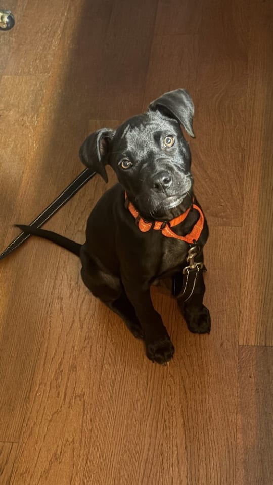 Photo of Onyx FKA Stinger