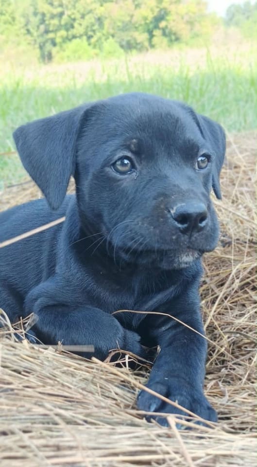 Photo of Onyx FKA Stinger