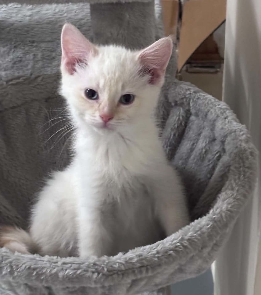 Photo of Mochi