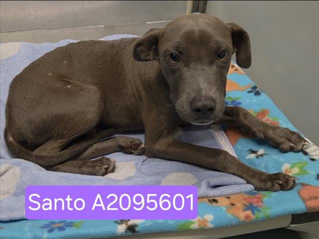 Photo of SANTO