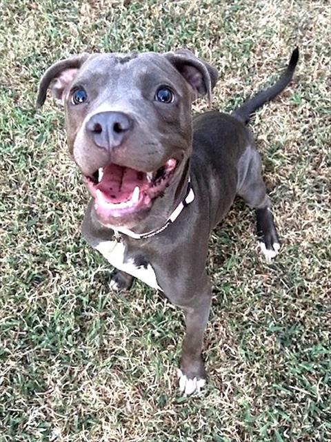 Photo of SWEET PEA