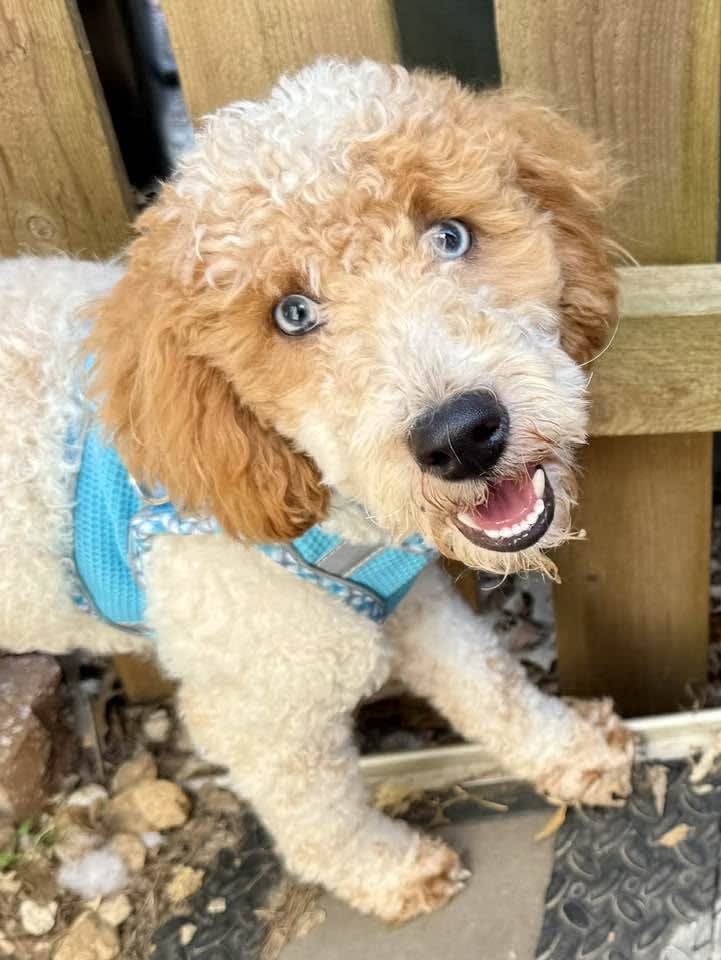 Photo of Romeo