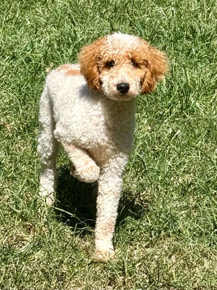 Photo of Romeo