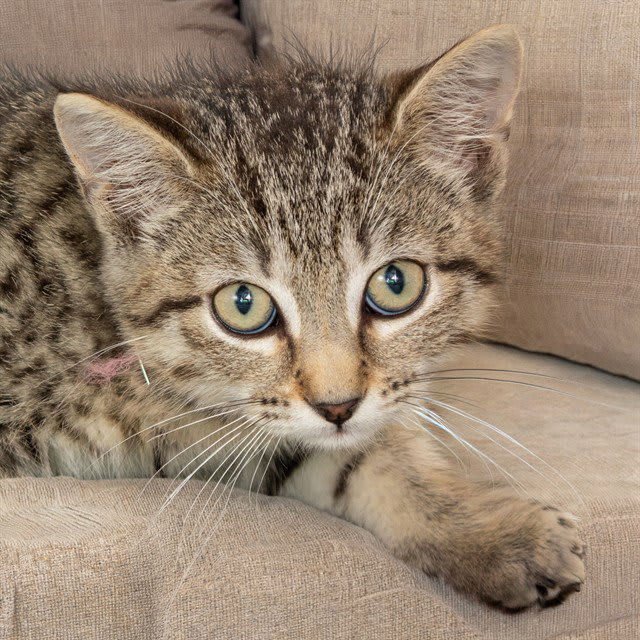 Photo of CHILI