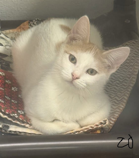 Photo of MEOWZART