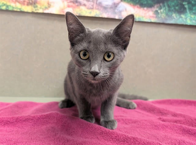 Photo of Cat