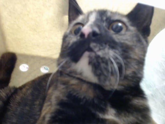 Photo of Cat
