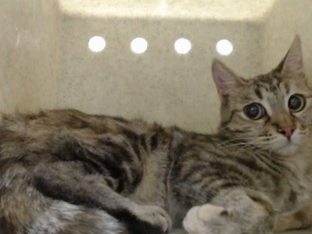 Photo of Cat