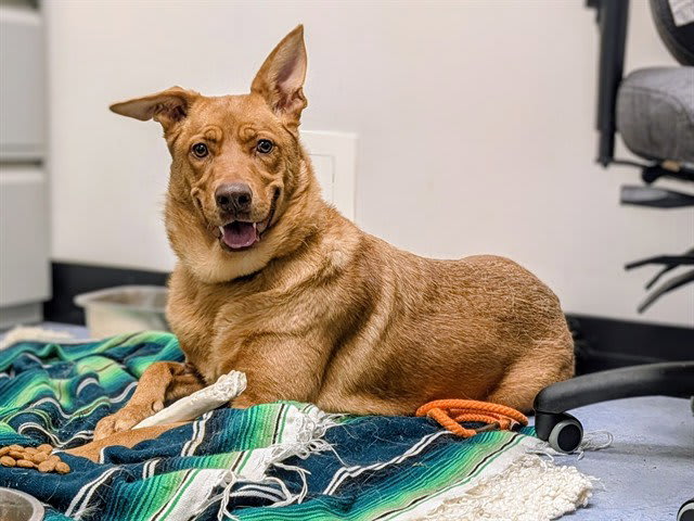 Photo of Dog