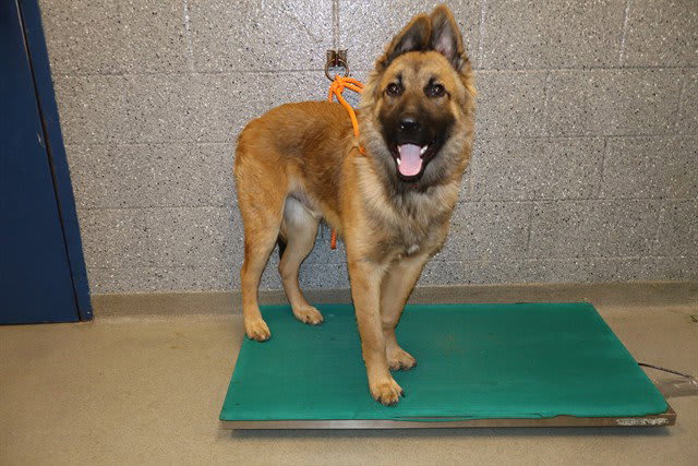 Photo of Dog