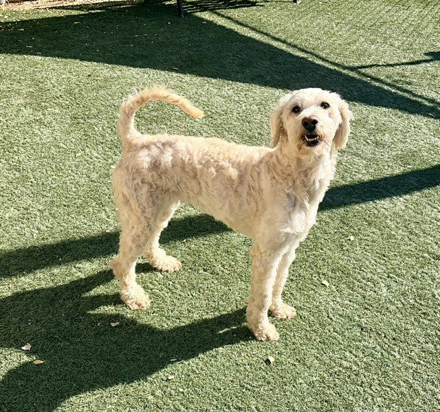 Photo of IVORY