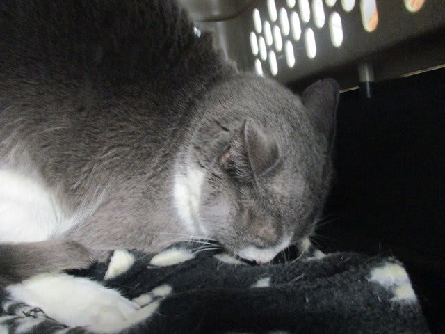 Photo of MAMA CAT