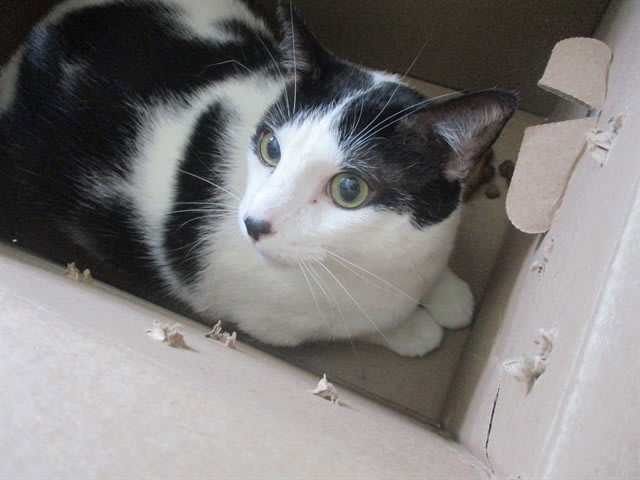 Photo of HOUDINI