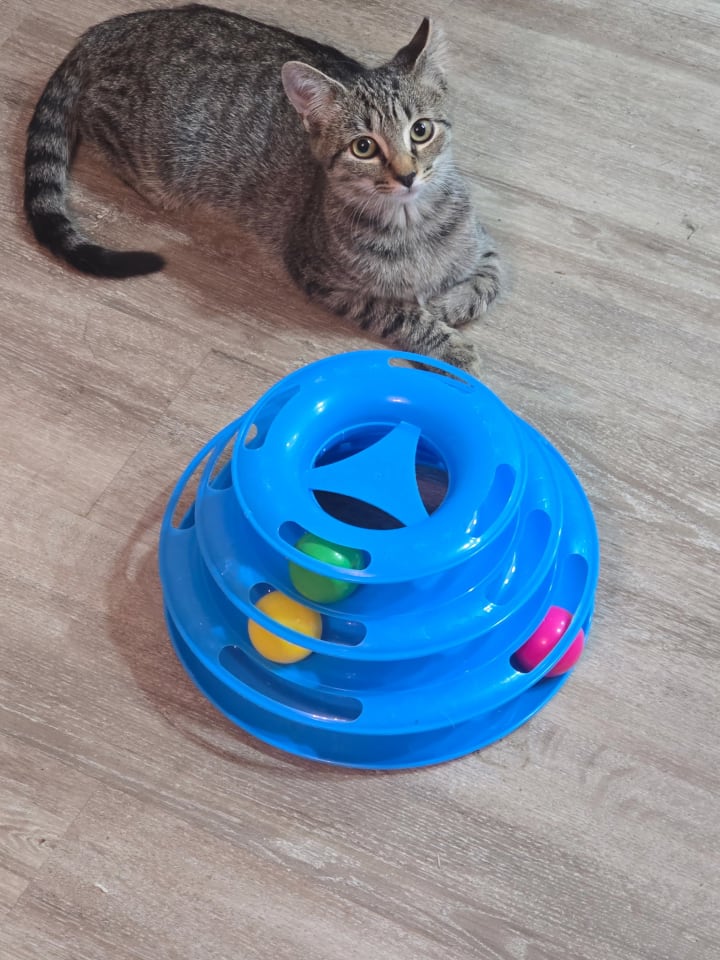 Photo of Widget