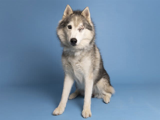 Photo of FUDGE