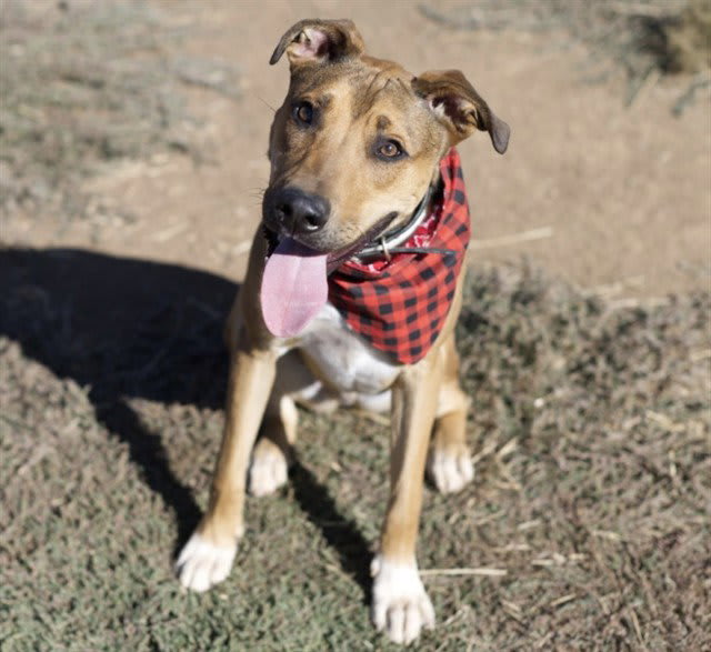 Photo of RANGER