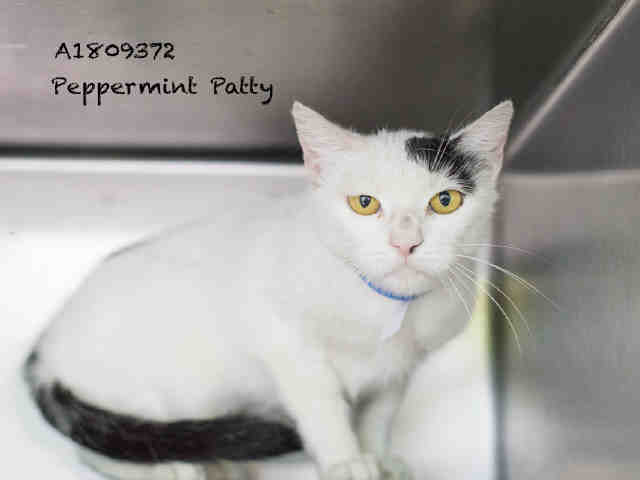 Photo of PEPPERMINT PATTY