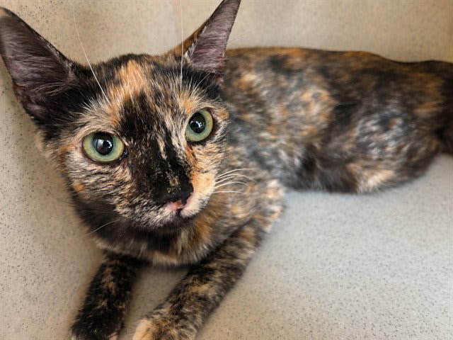 Photo of CALYPSO