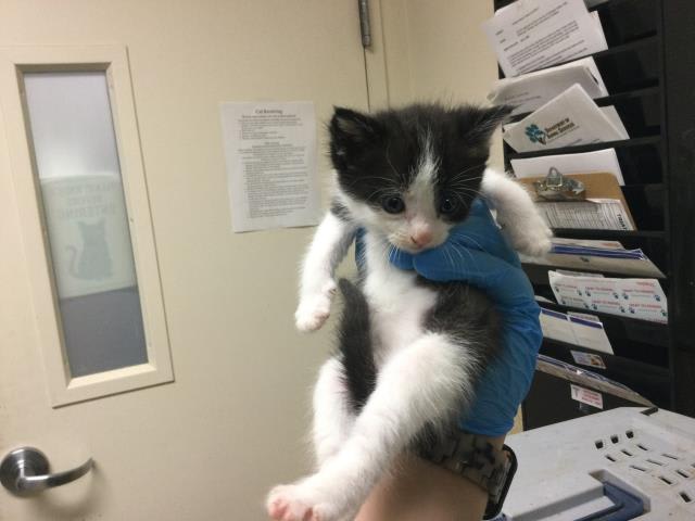 Photo of Cat
