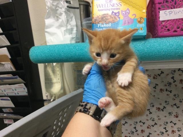 Photo of Cat