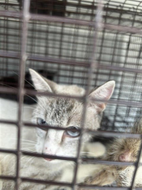 Photo of Cat