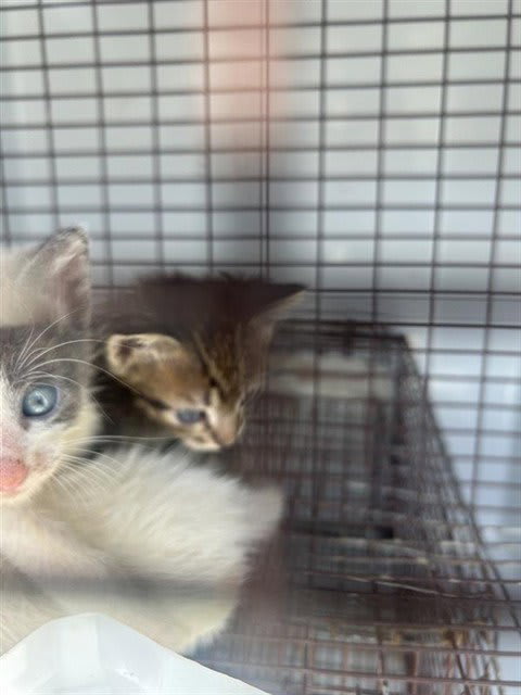 Photo of Cat