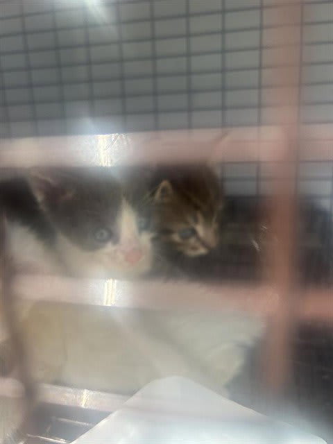 Photo of Cat