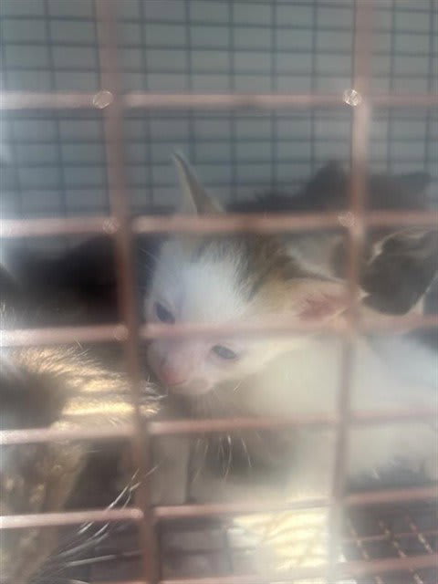 Photo of Cat