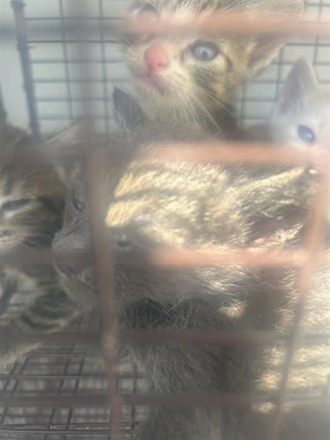 Photo of Cat