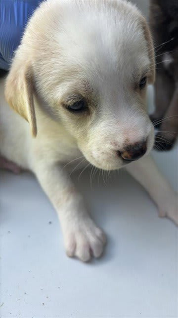 Photo of Dog