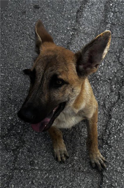 Photo of Dog