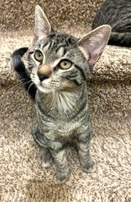 Photo of ARTEMIS
