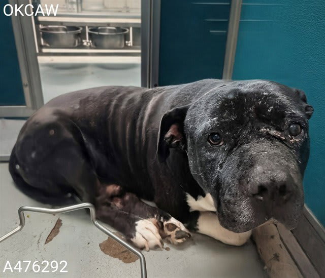 Photo of BERT