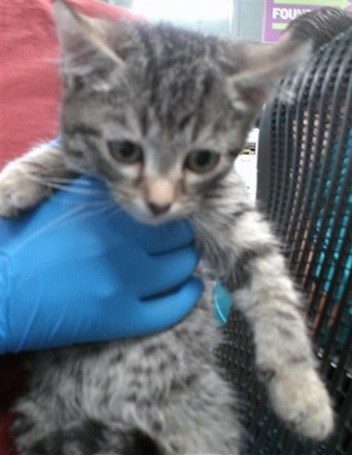 Photo of Cat