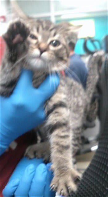 Photo of Cat