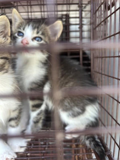 Photo of Cat