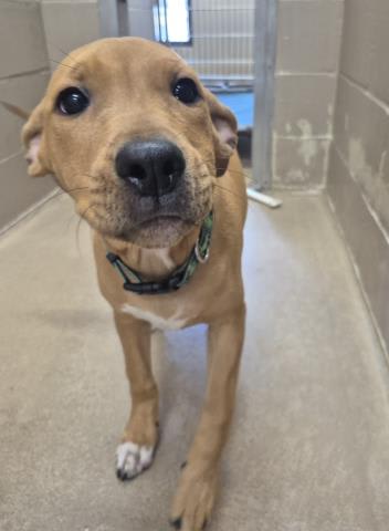 Photo of NALA